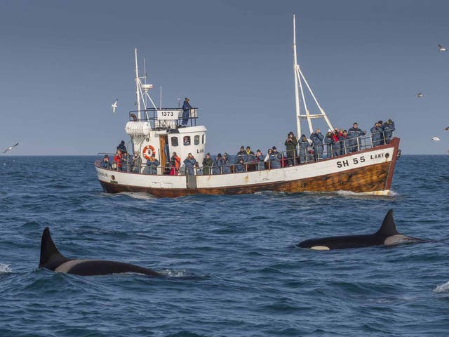 <p>Orcas make an appearance in Grundarfjordur, Iceland </p>