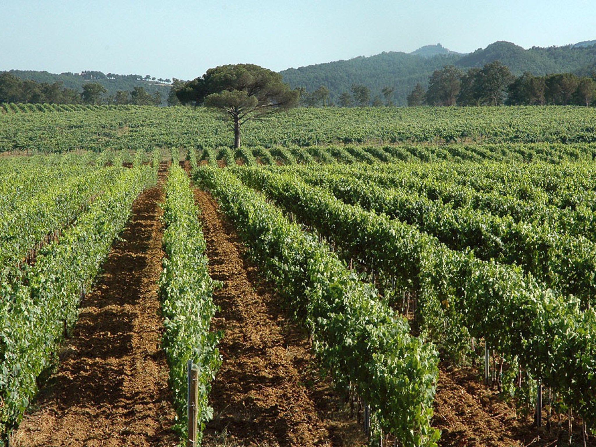 The Fattoria Casabianca vineyard, near Siena, will trace
its grapes throughout every step of the wine-making
process to ensure a vegan product
