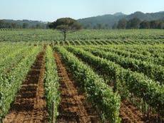 Chianti wines go vegan this spring to satisfy growing demand in export