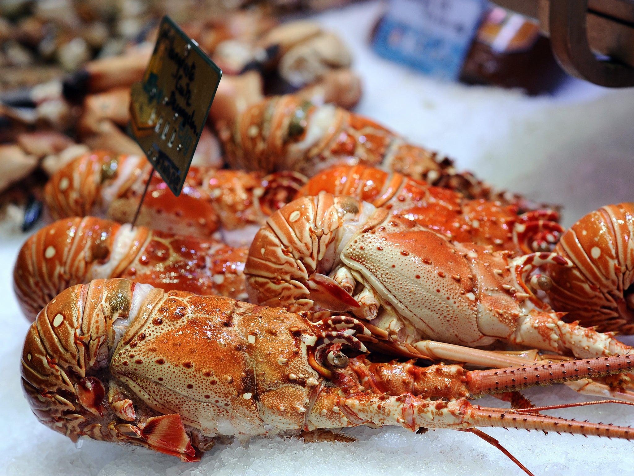 Worth shelling out for: Atlantic lobsters are especially
meaty