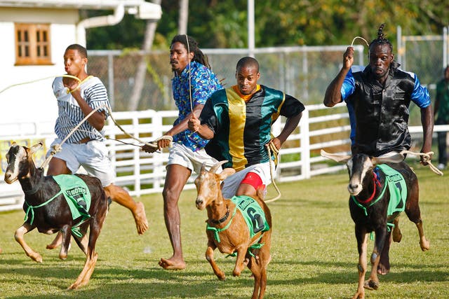 Win-win situation: goat handlers, also known as ‘jockeys’, race for the finish line