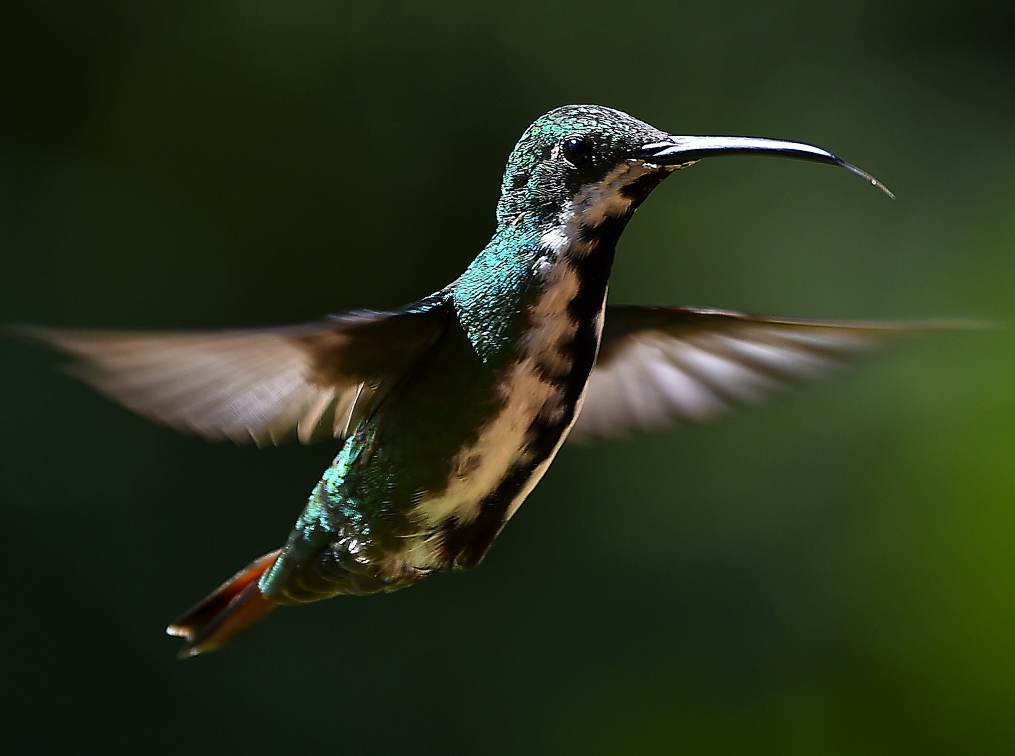 Of the birdlife on offer, hummingbirds grab the headlines (AFP/Getty)