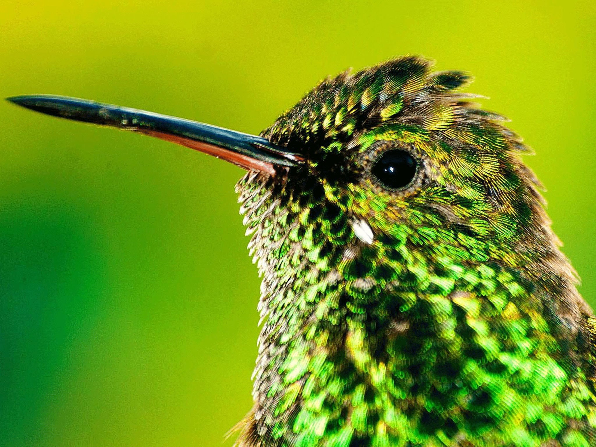 Lord of the wings: hummingbirds are just one of the many species that inhabit the island