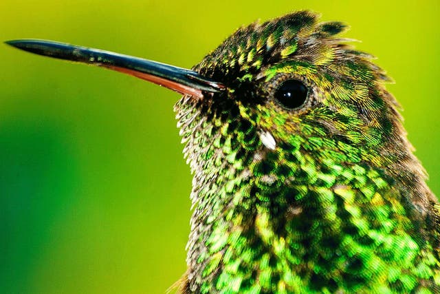 Lord of the wings: hummingbirds are just one of the many species that inhabit the island