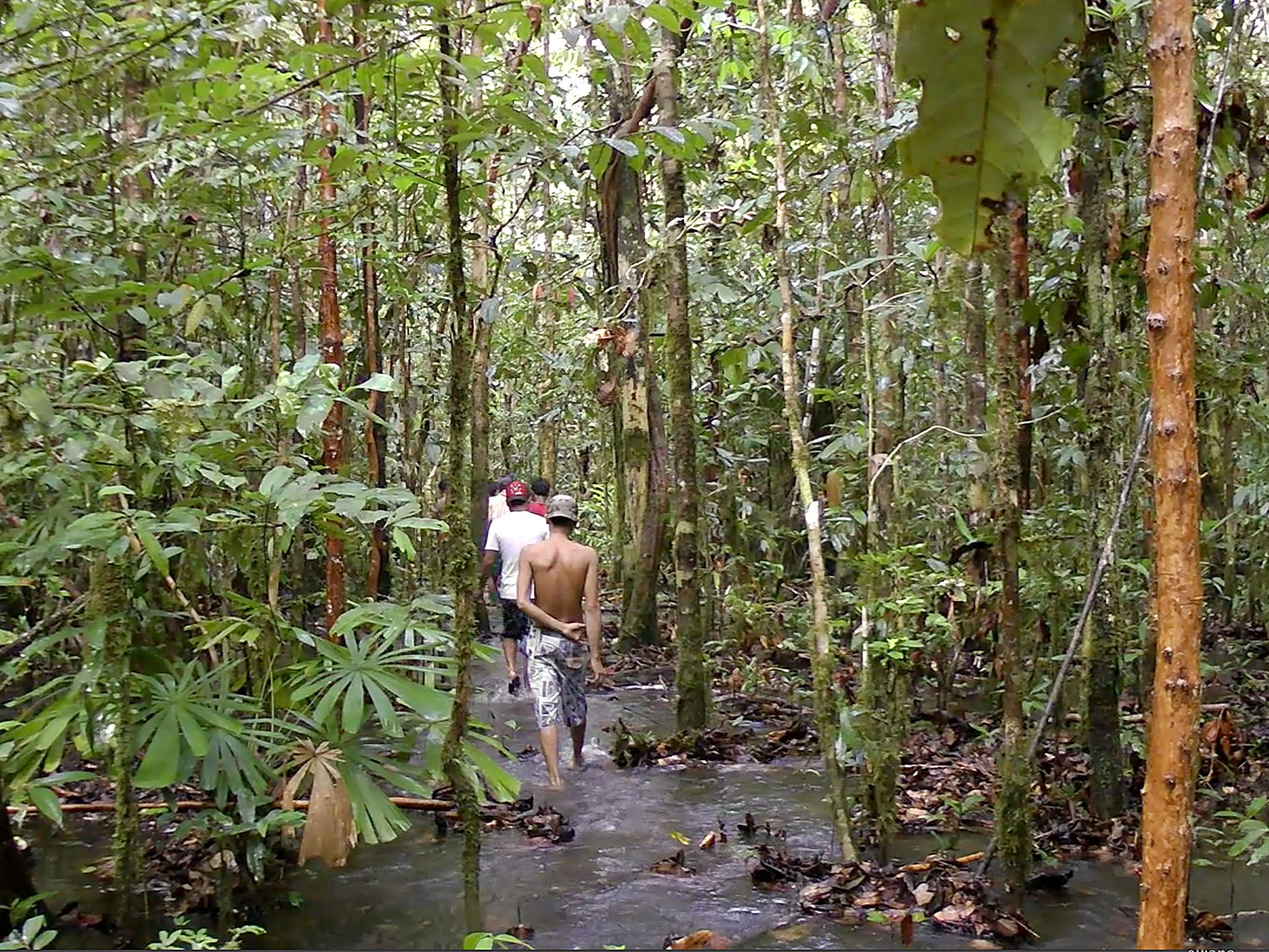 A group of former slaves from Myanmar, who worked on fishing ships, walk in the densely forested interior of an island in the Arafura Sea after escaping from Benjina, Indonesia. They cut trees and sell the wood to earn money for food.