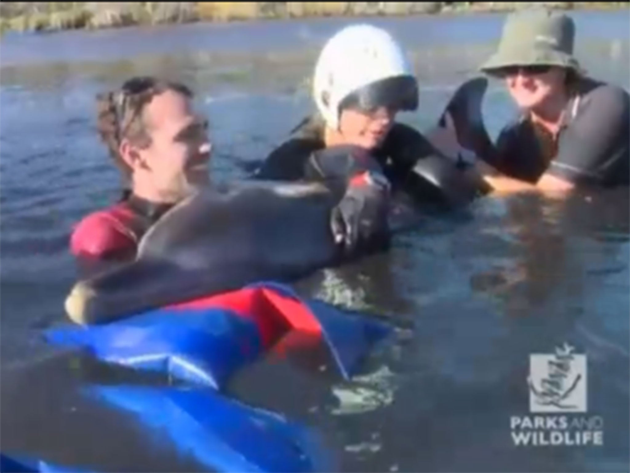It took ten people to lift the dolphin into