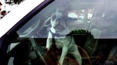 Bulldog blares horn for several minutes like a true SUV driver