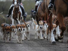 MPs will get 90 minutes to debate the fox hunting ban