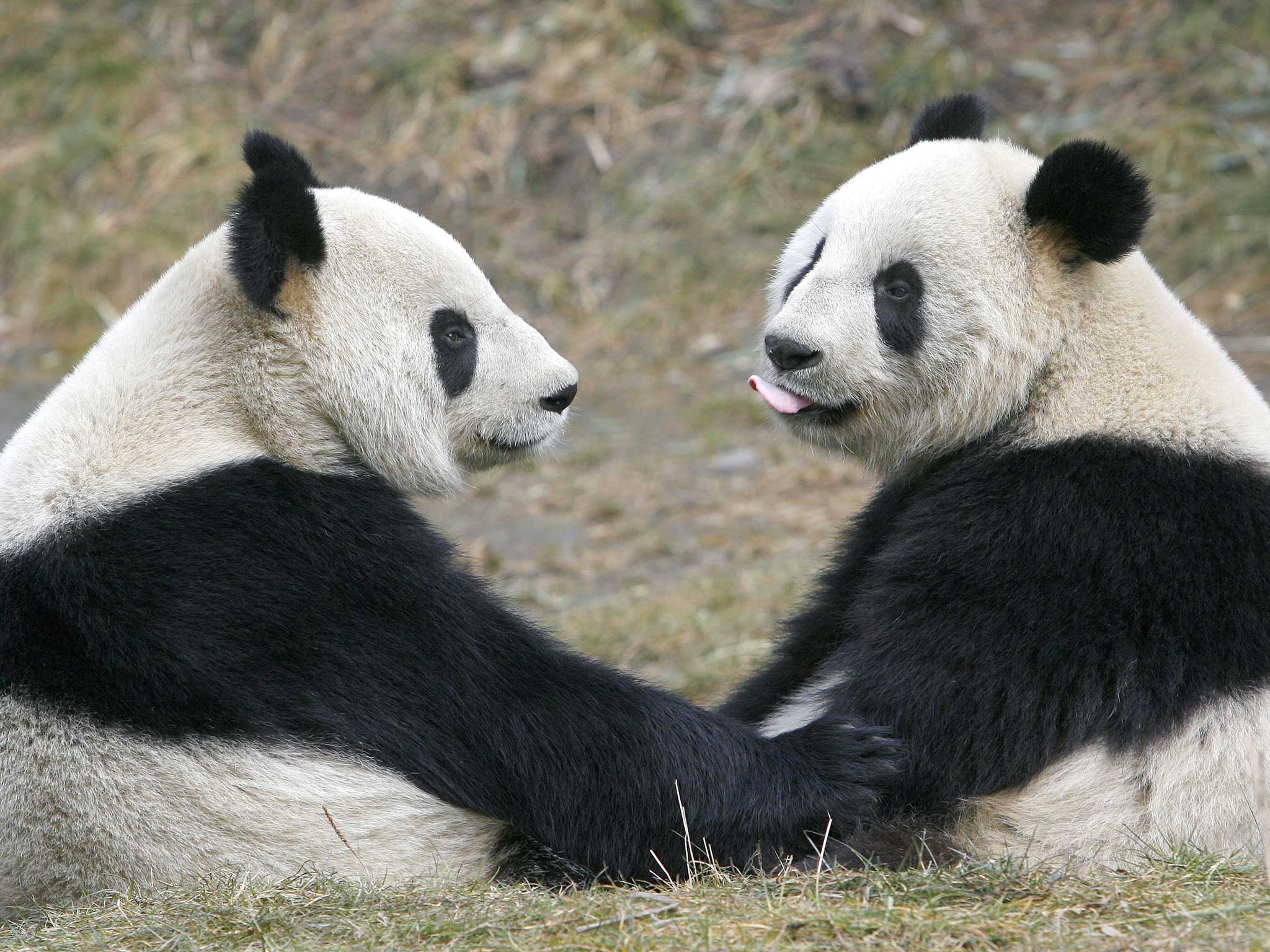 Pandas may be more sociable than previously thought