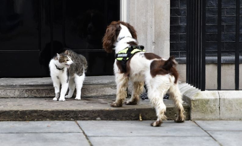 Downing Street cat Larry and police sniffer dog Bailey meet on the steps of 10 Downing Street