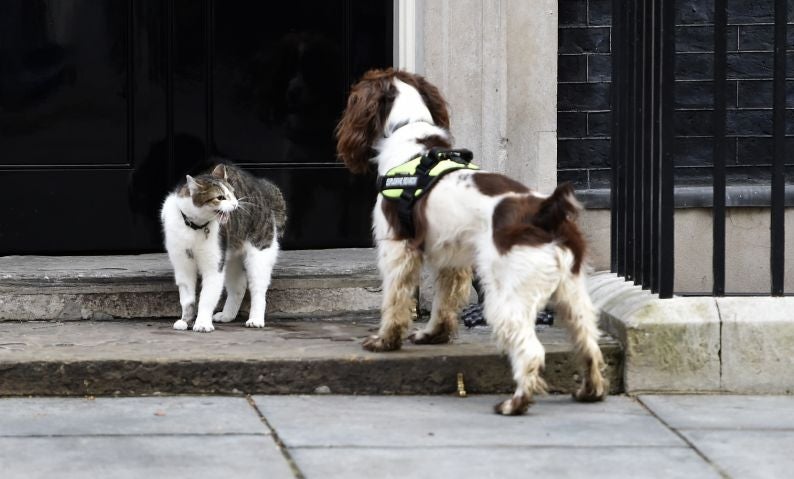 Larry of 10 Downing Street doesn't look happy to see sniffer dog Bailey