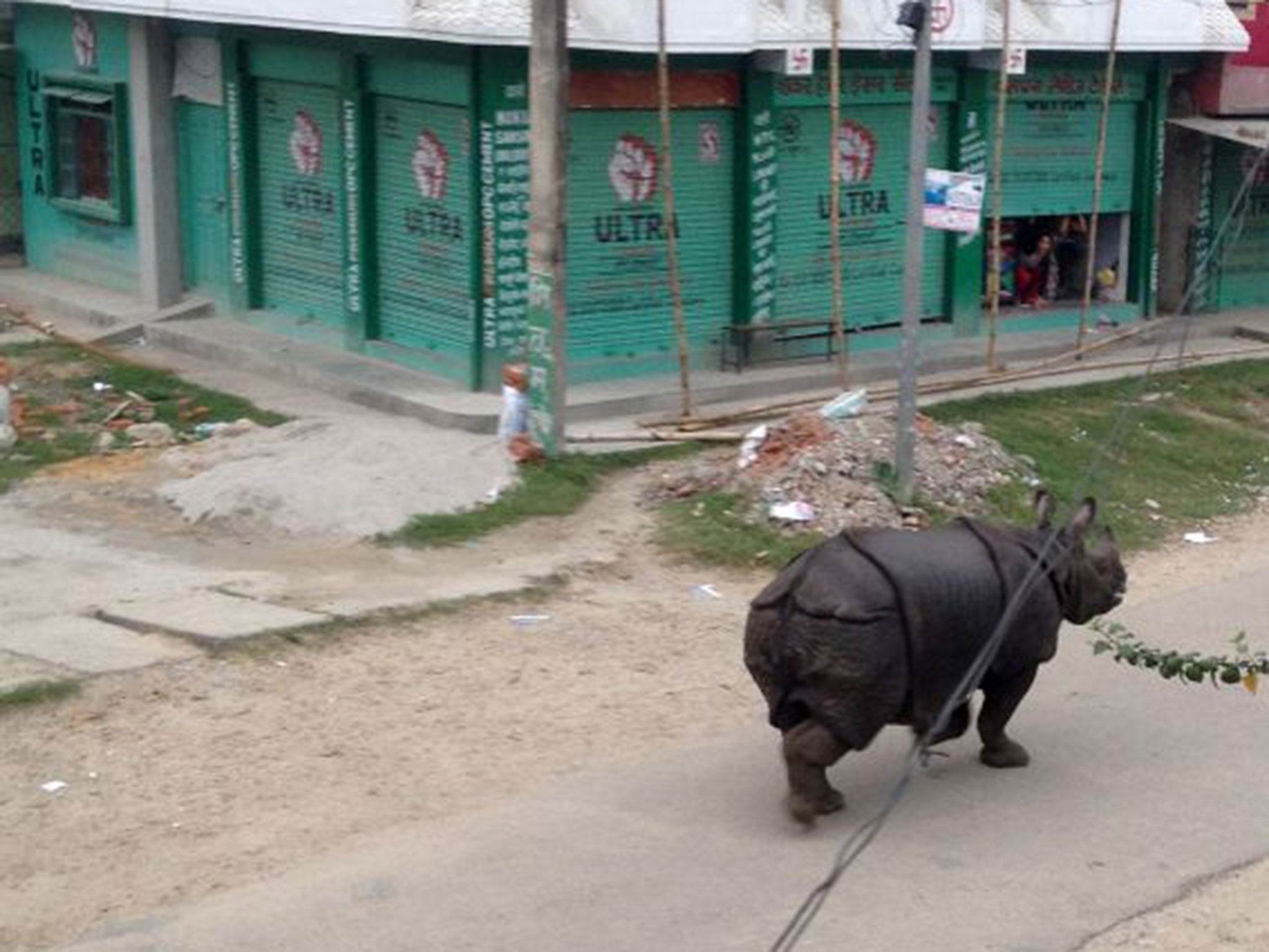 The runaway rhino killed an elderly woman after goring her (AFP/Getty)