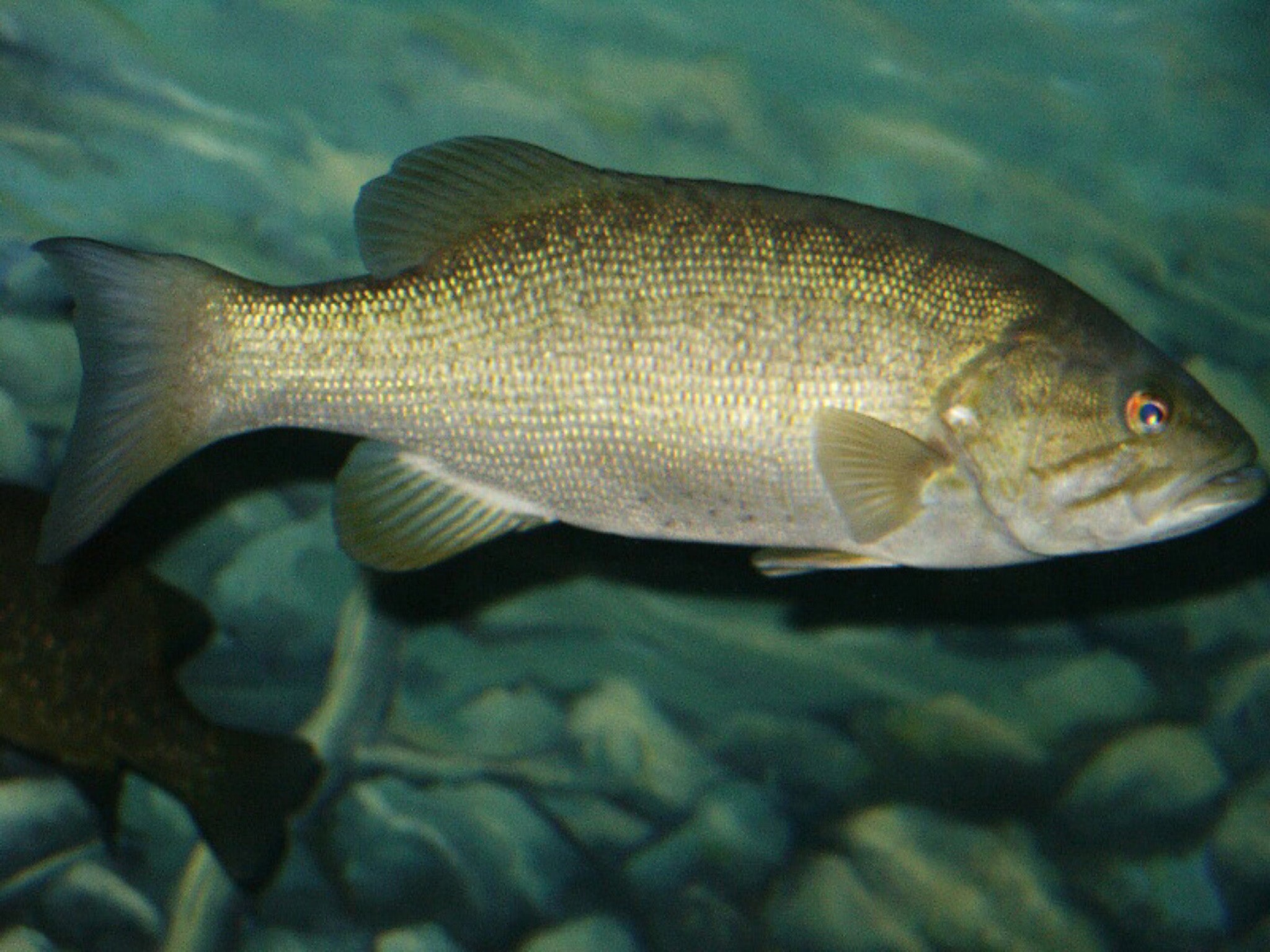 Рыба басс. Малоротый окунь. Smallmouth Bass. Бас рыба фото. Канадский бас рыба.