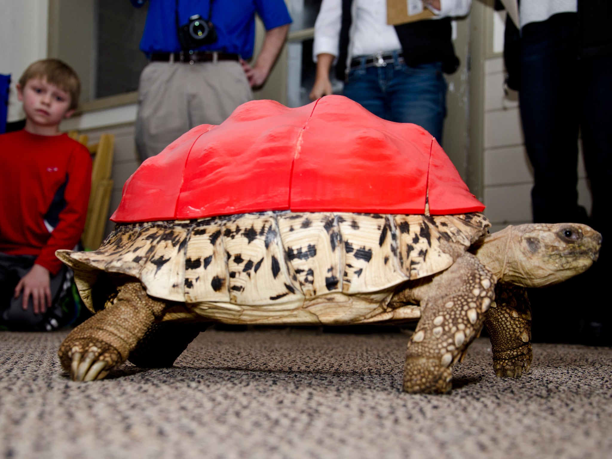 Cleopatra the tortoise suffers from a painful disease that causes her shell to disintegrate; her new prosthetic one has been custom-made for her using 3D printing technology