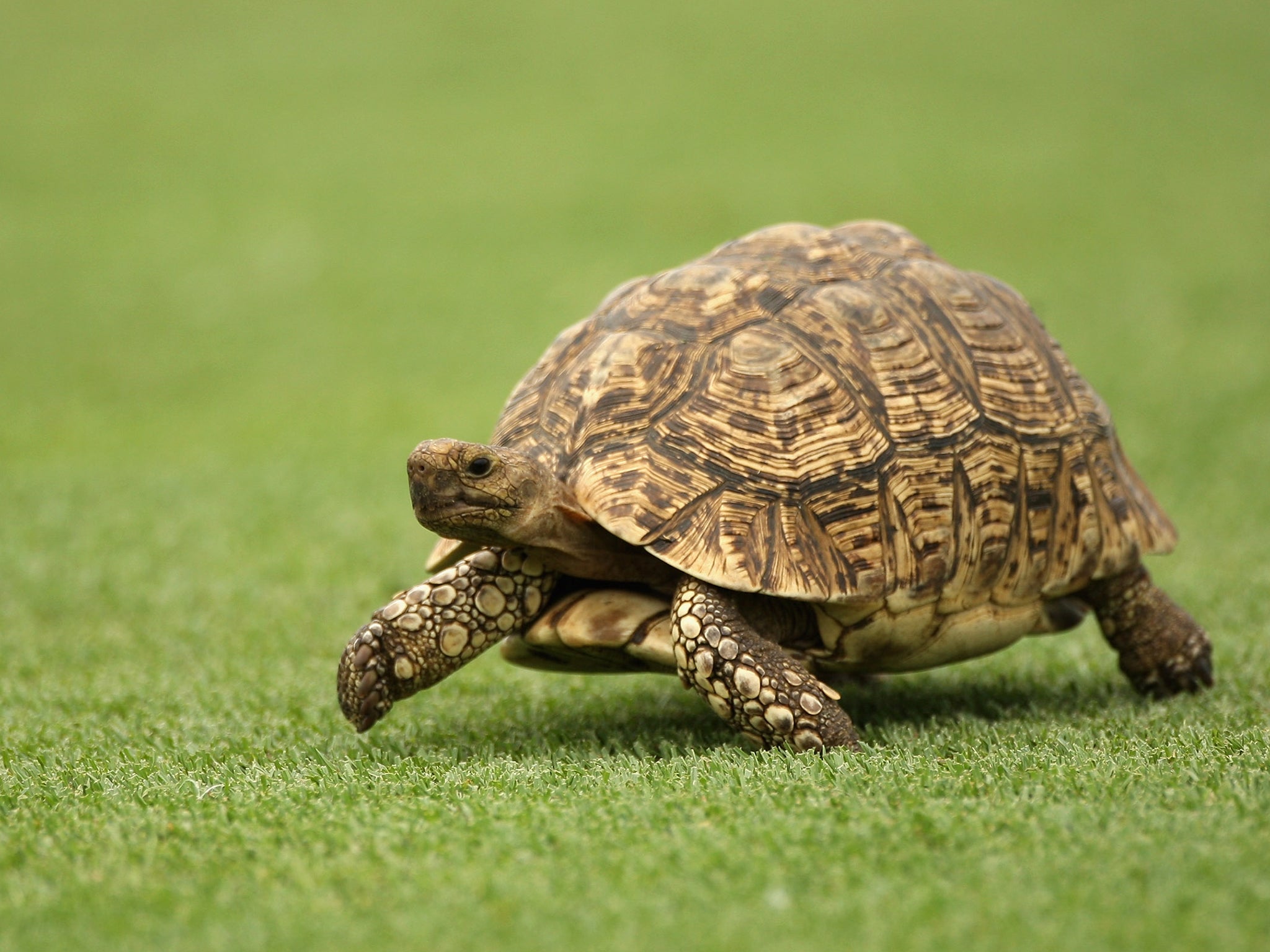 Cleopatra is a Leopard Tortoise, so called because of the distinctive mottled marking on the top of its shell