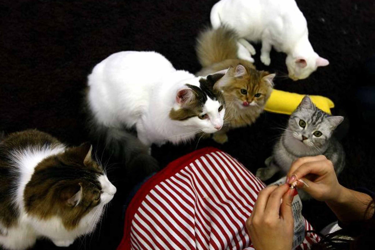 The different meows and movements your mysterious cat uses to ...