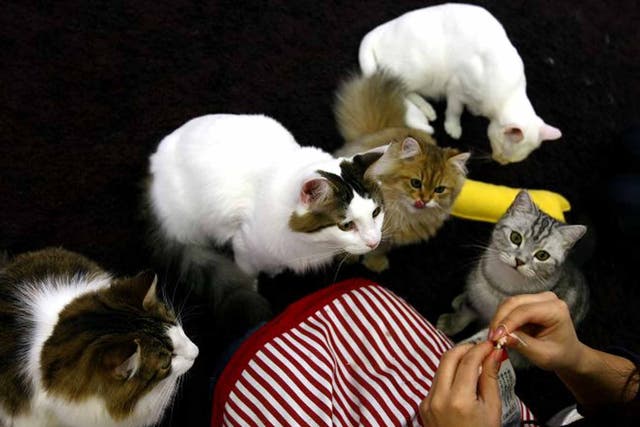 Lapping it up: a woman feeds felines at a cat café in Japan
