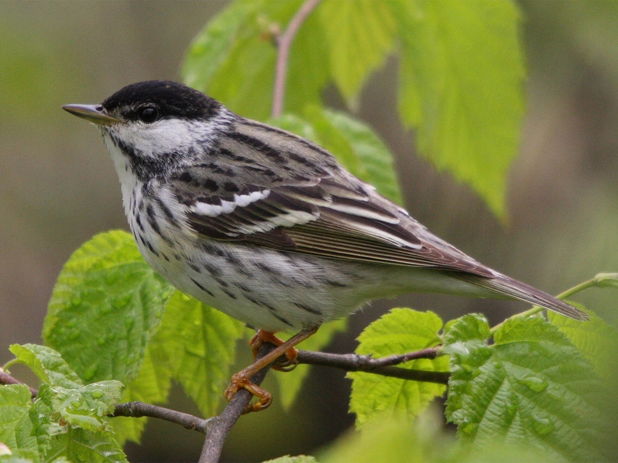 small black and yellow songbird