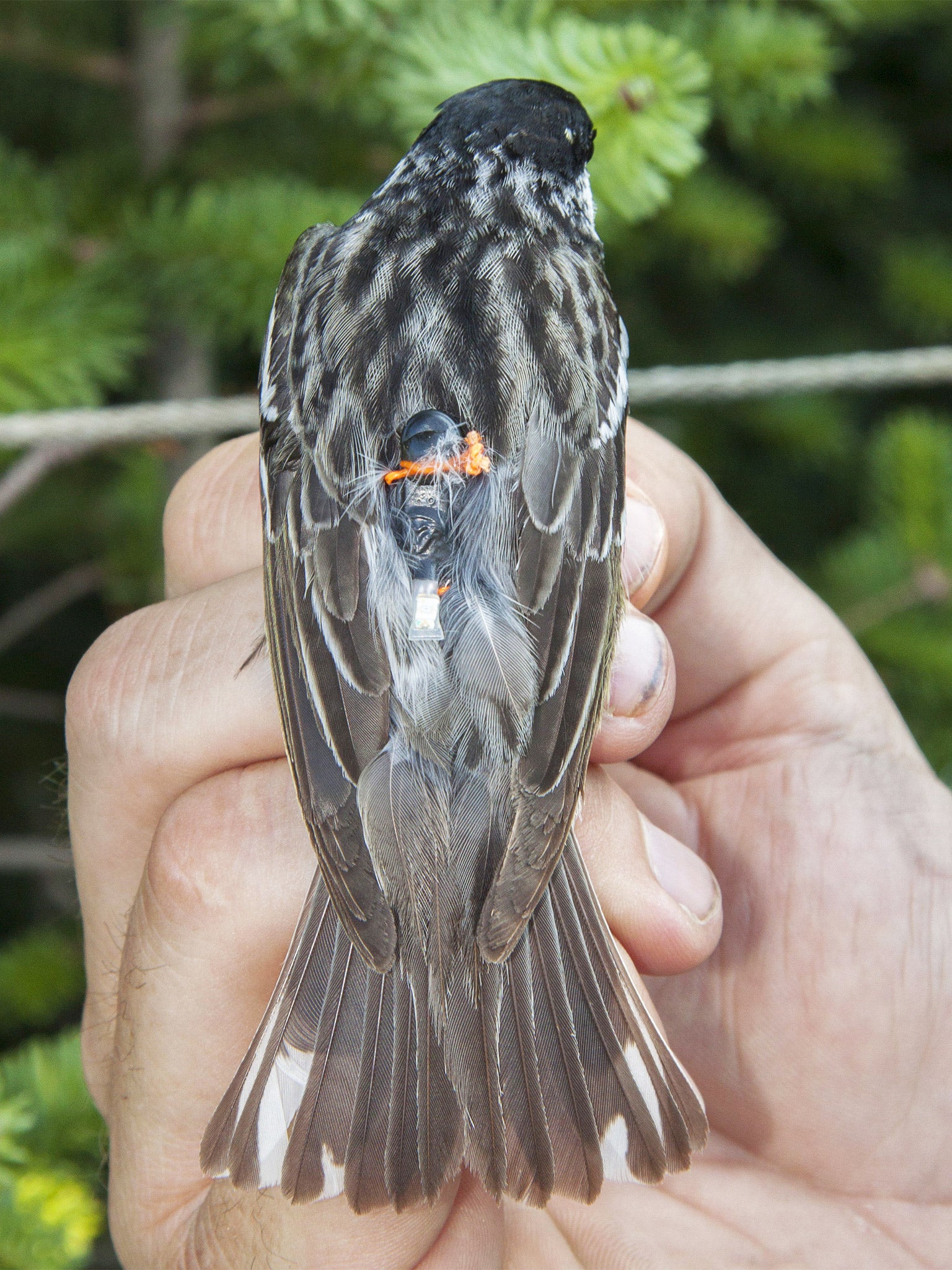 A blackpoll warbler fitted with a miniaturised light-sensing geolocator to monitor its migratory route