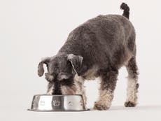 Pets falling ill due to ingredients in their food