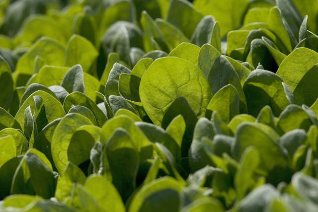 Spinach can been sown every three weeks, from March to August