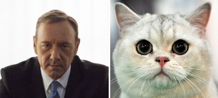 Kevin Spacey to play a man trapped in the body of a cat | The ...
