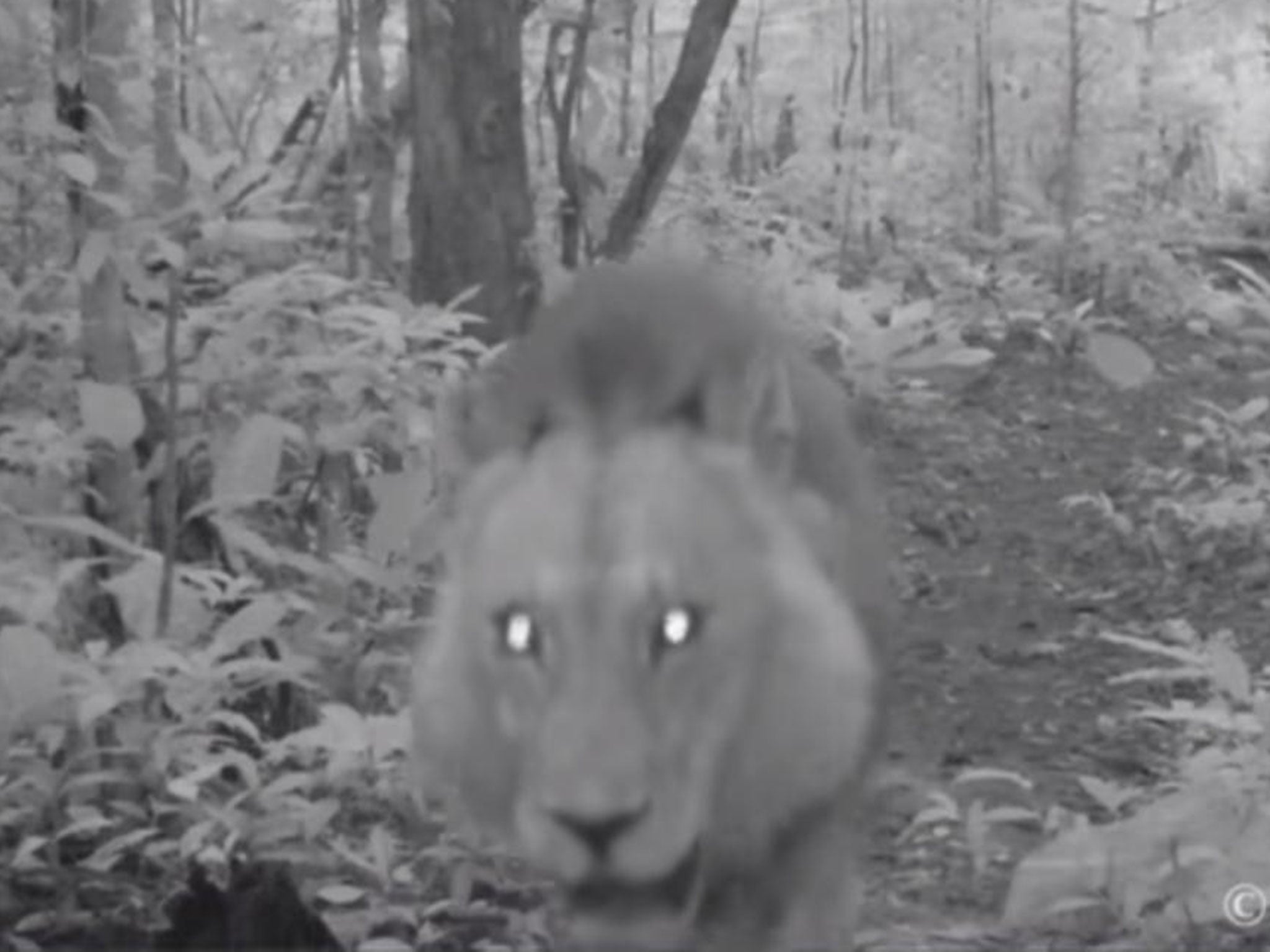 A lion has been spotted in the West African nation of Gabon for the first time in 20 years