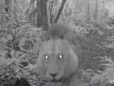 Lion filmed in Gabon for first time in 20 years
