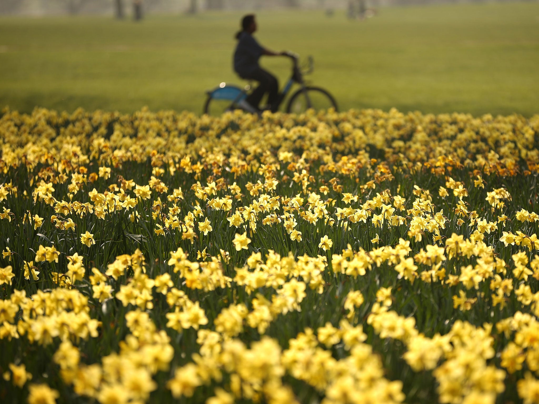 A cyclist passes a bank of daffodils in the spring sunshine in Hyde Park