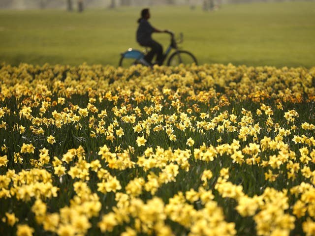 A cyclist passes a bank of daffodils in the spring sunshine in Hyde Park on March 23, 2012 in London, England. Parts of the United Kingdom are enjoying high temperatures. 