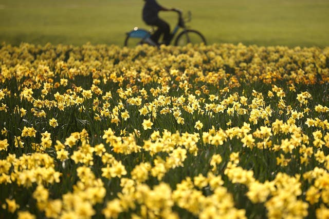 A cyclist passes a bank of daffodils in the spring sunshine in Hyde Park on March 23, 2012 in London, England. Parts of the United Kingdom are enjoying high temperatures. 