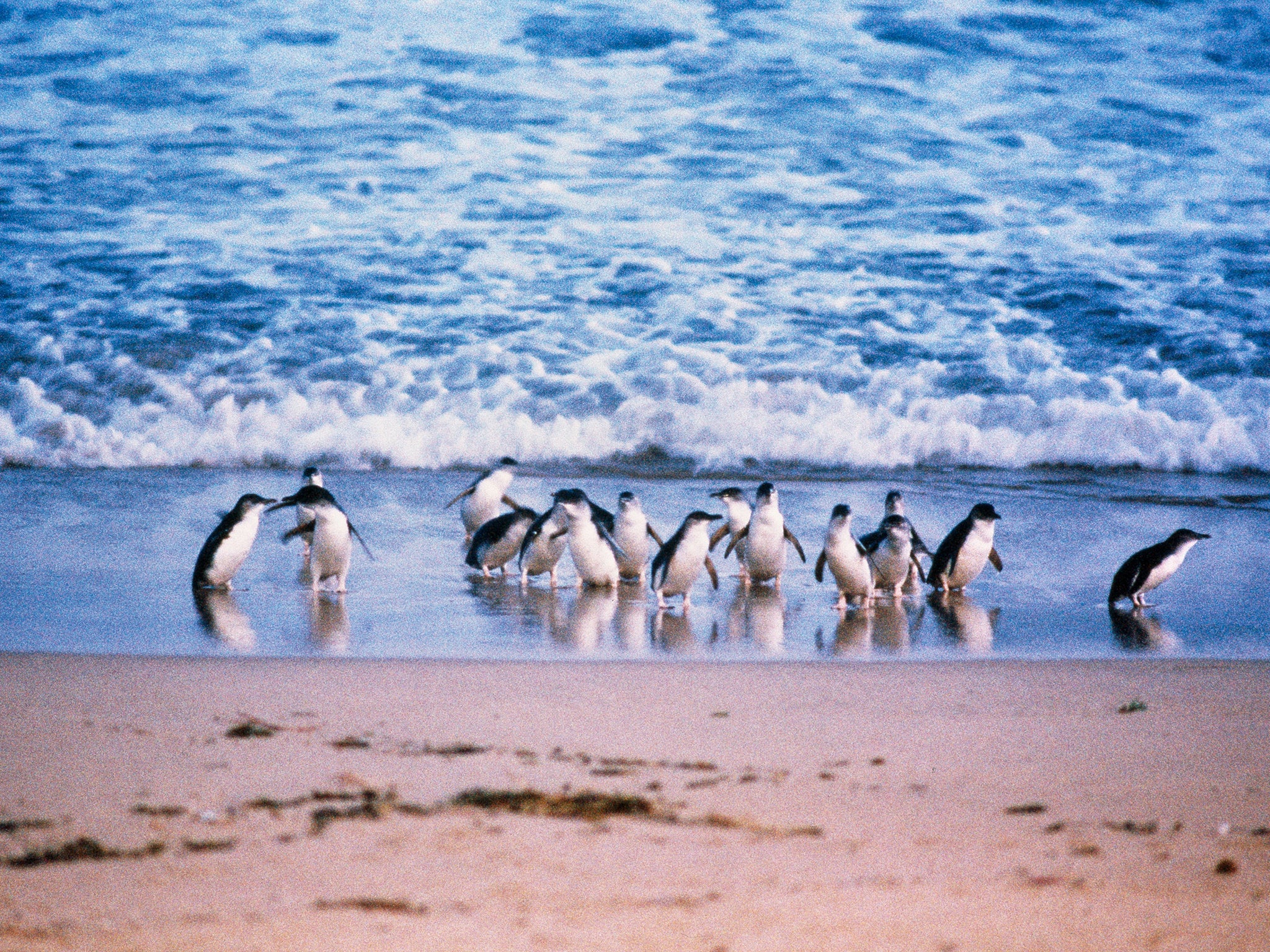 Life’s a beach: Phillip Island featured in ‘Coast Australia’