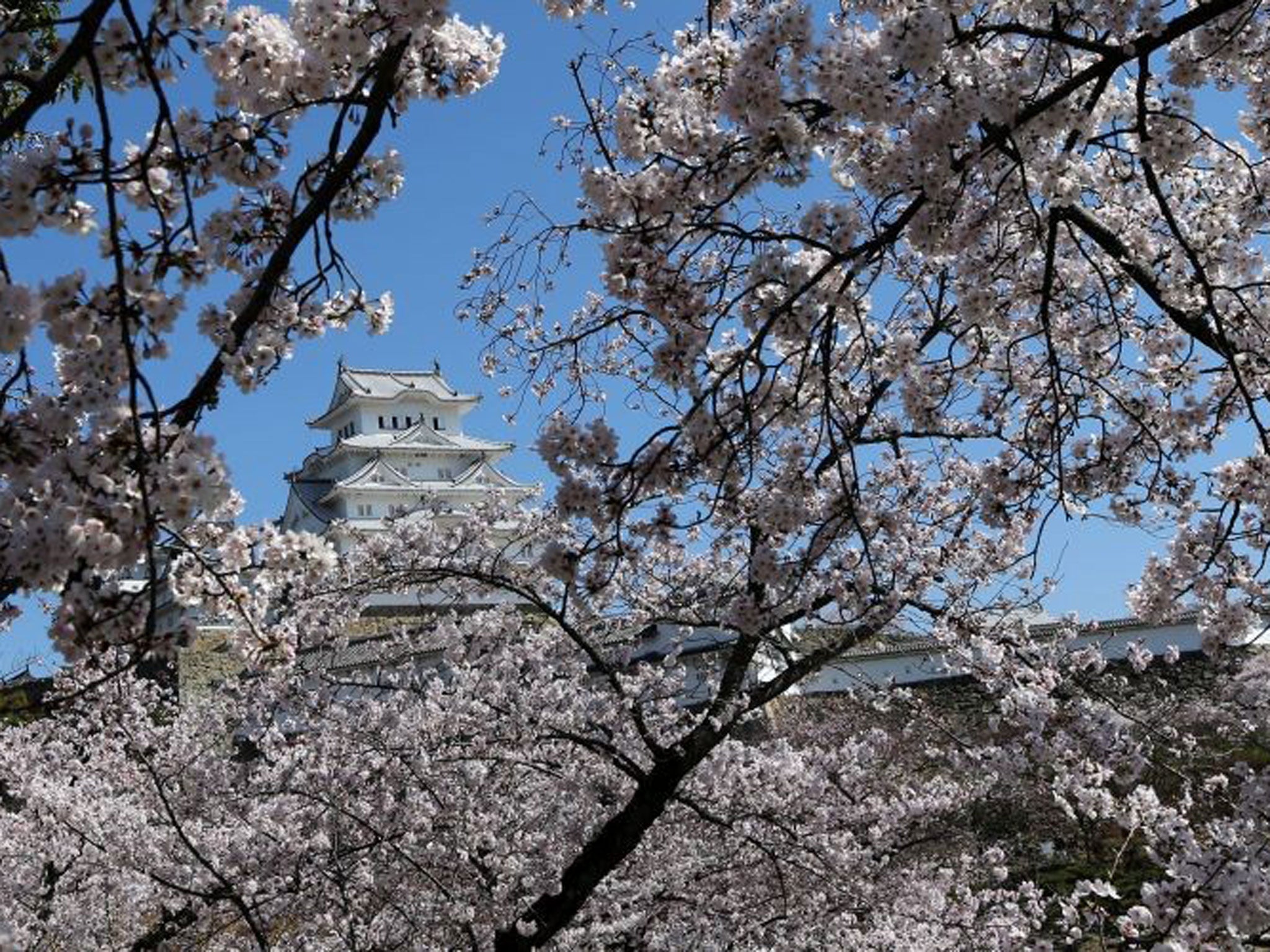 Cherry blossoms in Japan: the country is looking good for investors who want to avoid uncertainty in the UK