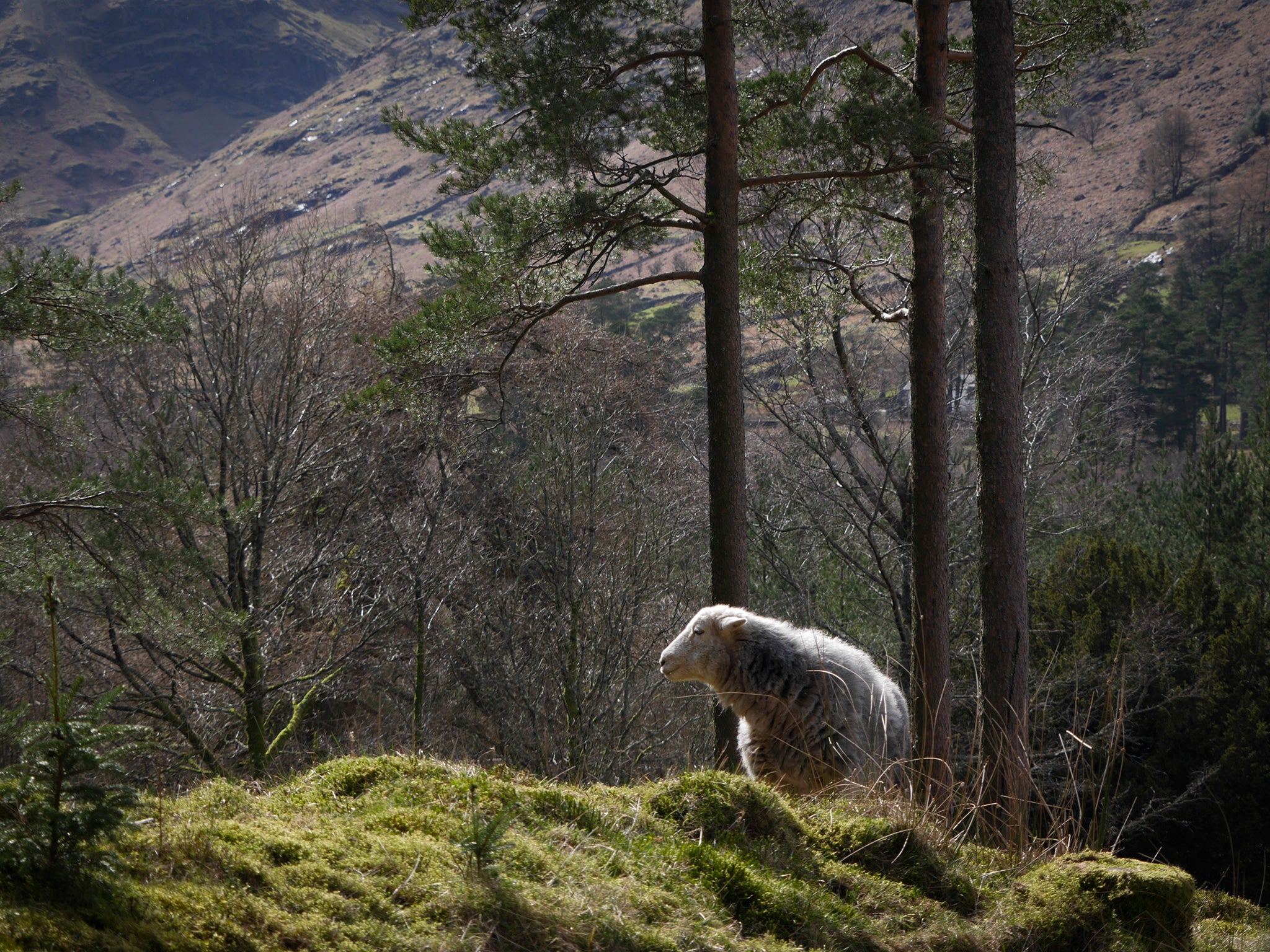 The ability of Herdwick sheep to graze freely and find shelter by themselves could be disrupted by plans to erect a six-mile fence around 866 hectares of land above Thirlmere reservoir