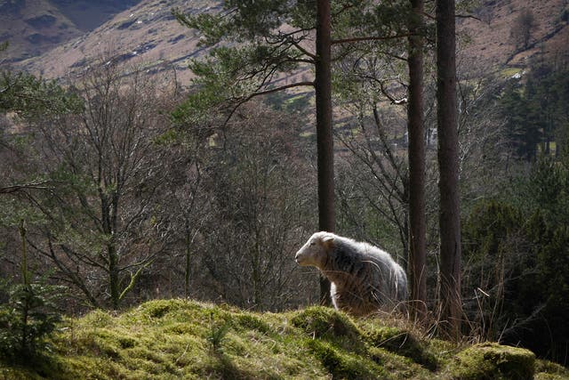 The ability of Herdwick sheep to graze freely and find shelter by themselves could be disrupted by plans to erect a six-mile fence around 866 hectares of land above Thirlmere reservoir 