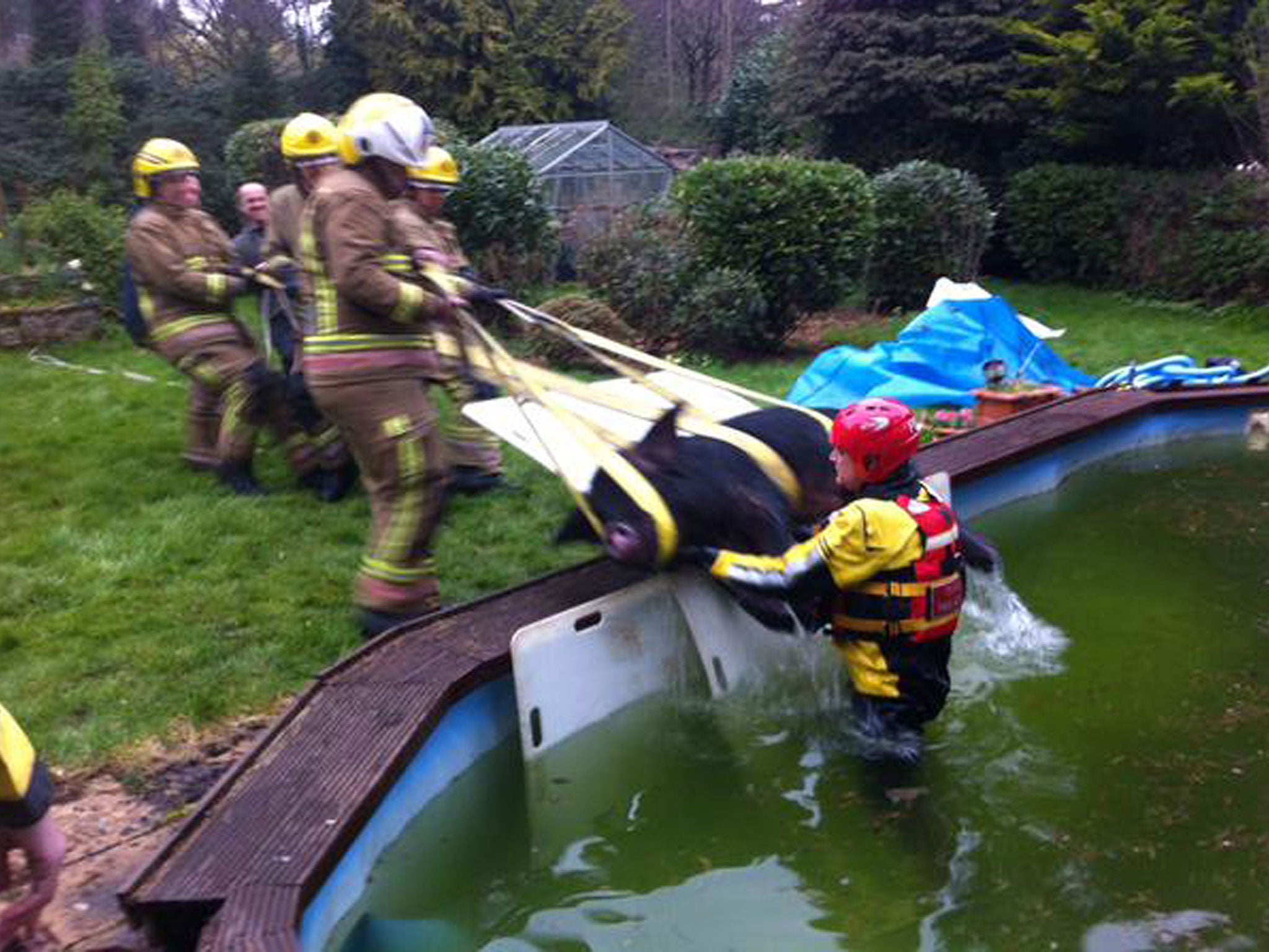 Firefighters haul Pigwig out of the swimming pool in Hampshire.