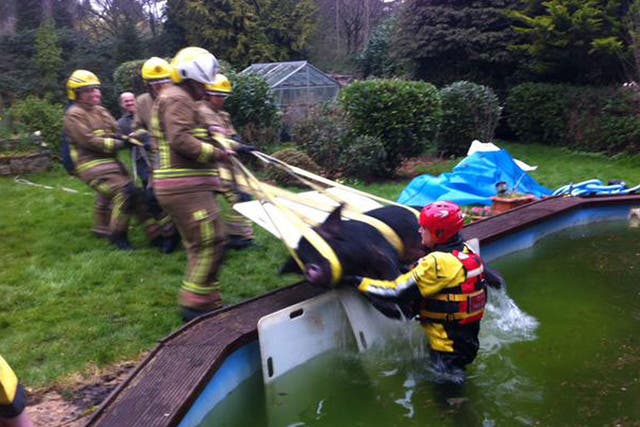 Firefighters haul Pigwig out of the swimming pool in Hampshire.