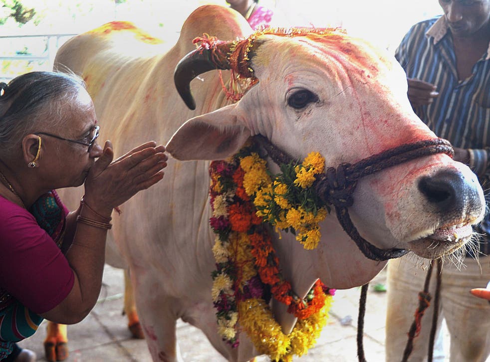 Cows are considered sacred by Hindus