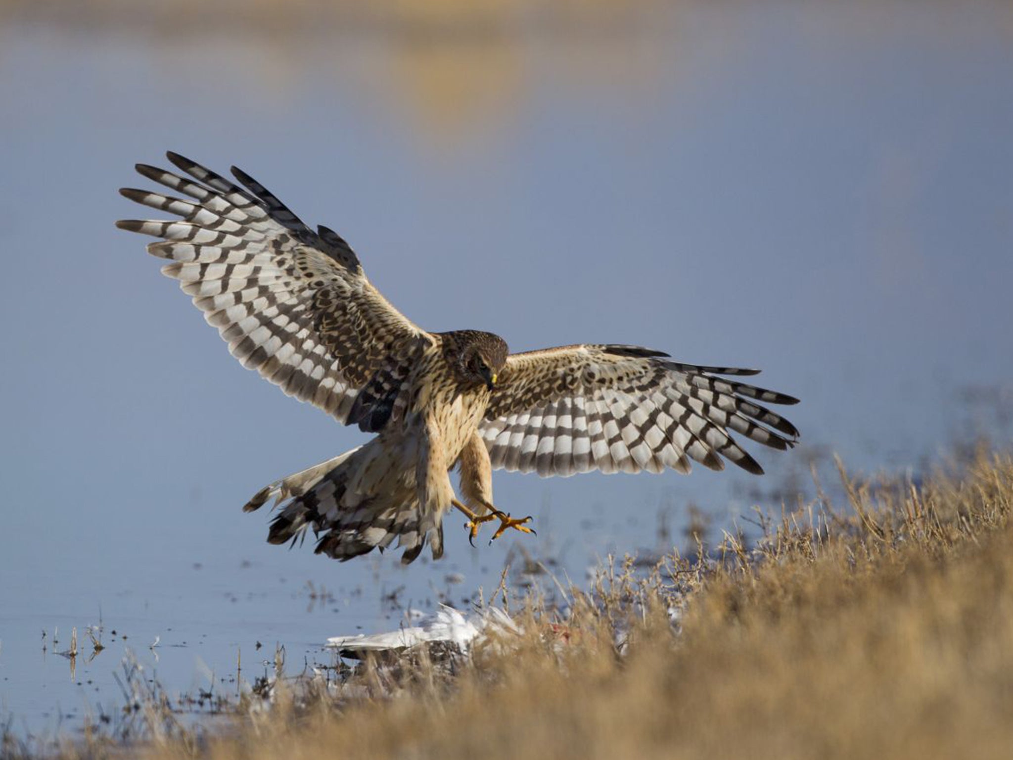 Only three or four pairs of Hen Harriers remain in England and Wales
