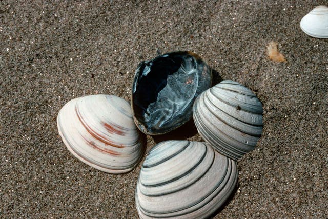 Shell shock: 3,000 clams were tested