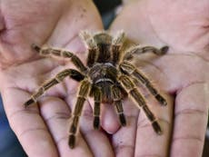 Fear of spiders became part of our DNA during evolution