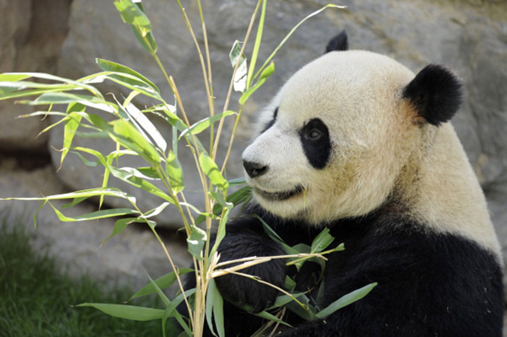 Pandas are notoriously bad breeders