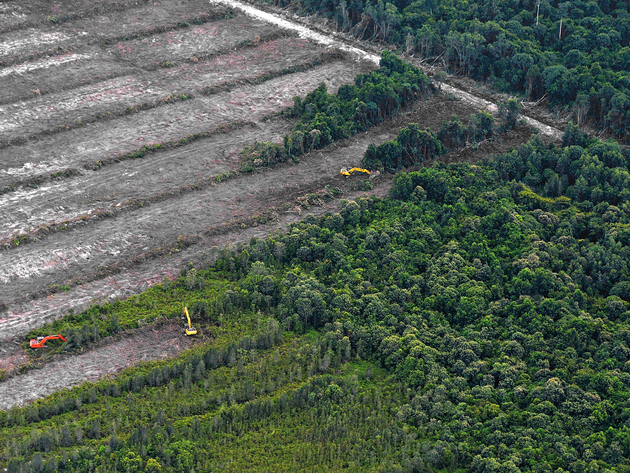 An aerial photograph shows the clearing of trees on a peatland forest on Indonesia's Borneo island