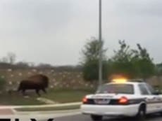 Serial escapee bison filmed being chased by police