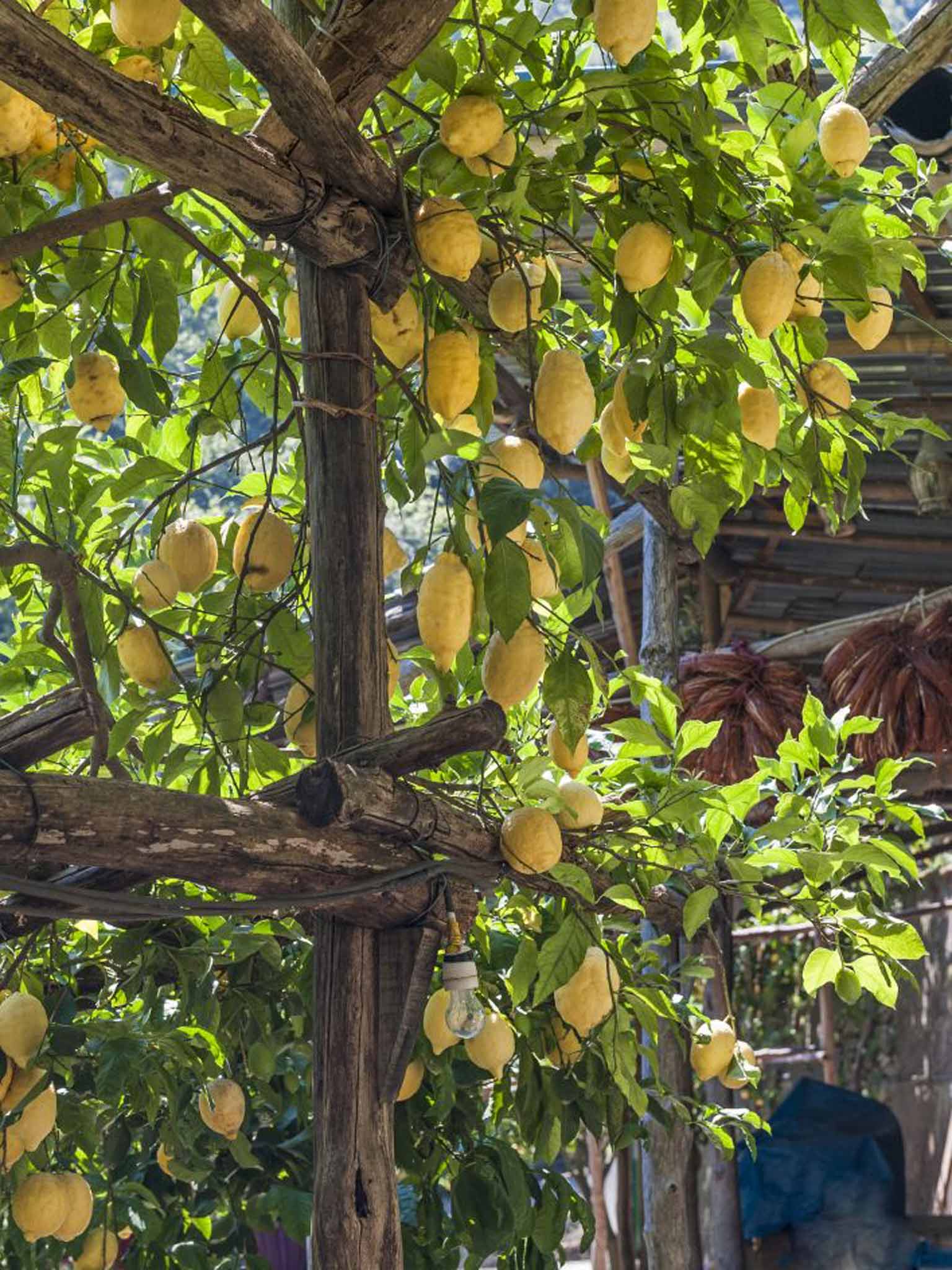 Travellers from northern Europe have always been thrilled by the sight of Italian citrus trees