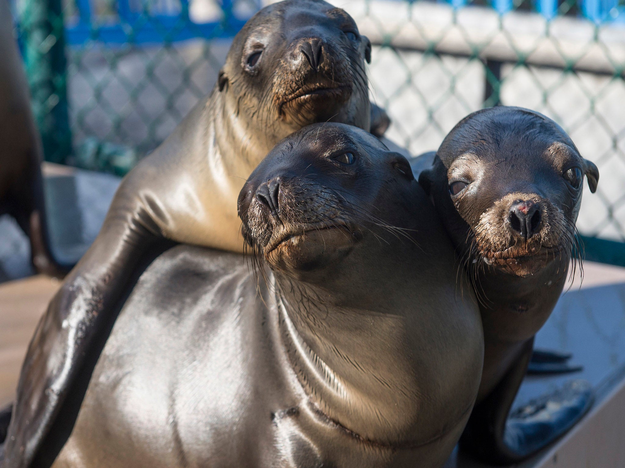 A California sea lion reportedly pulled an angler undwater