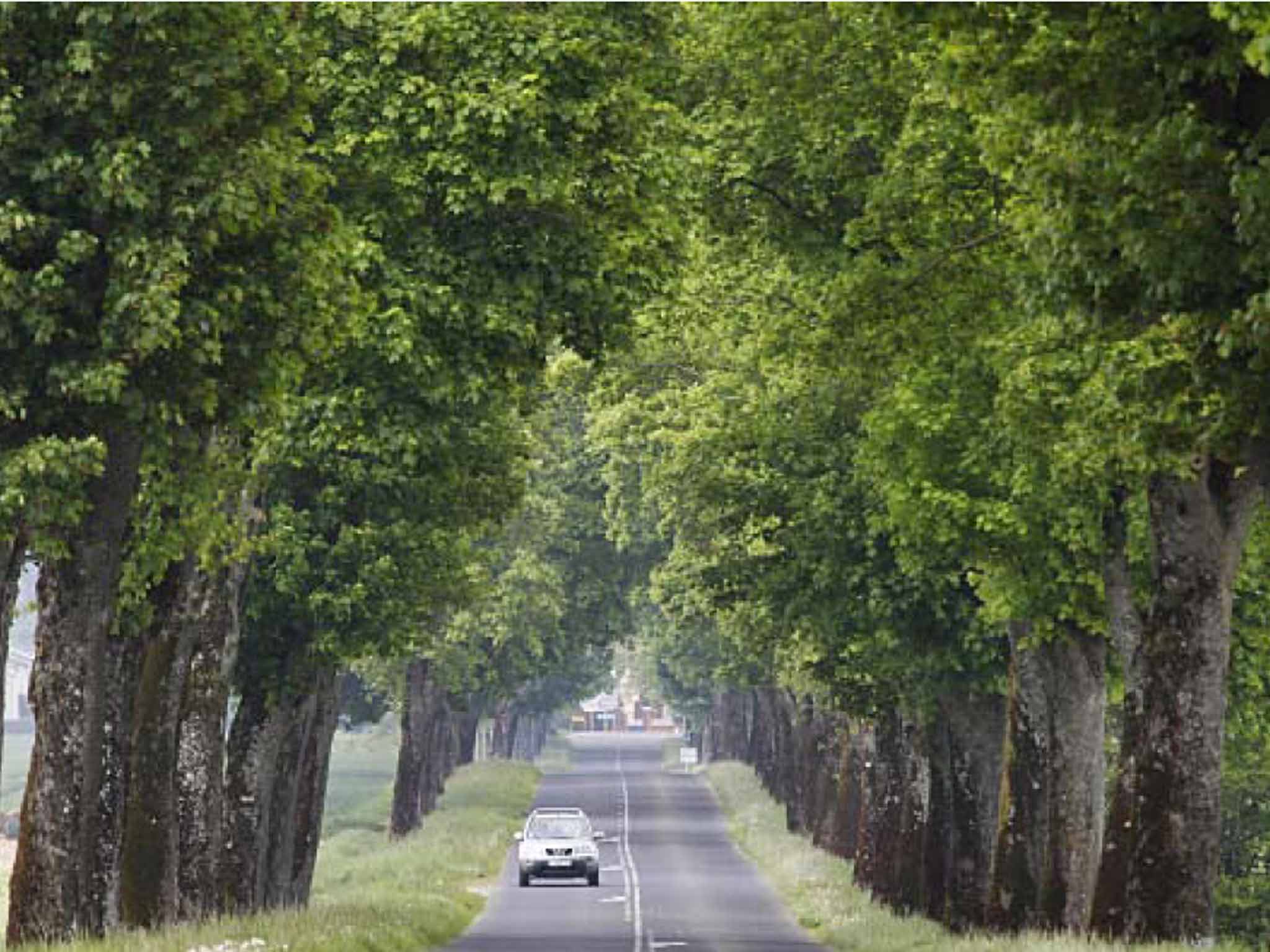 Trees were planted at the sides of roads to shield Napoleon's soldiers from the sun