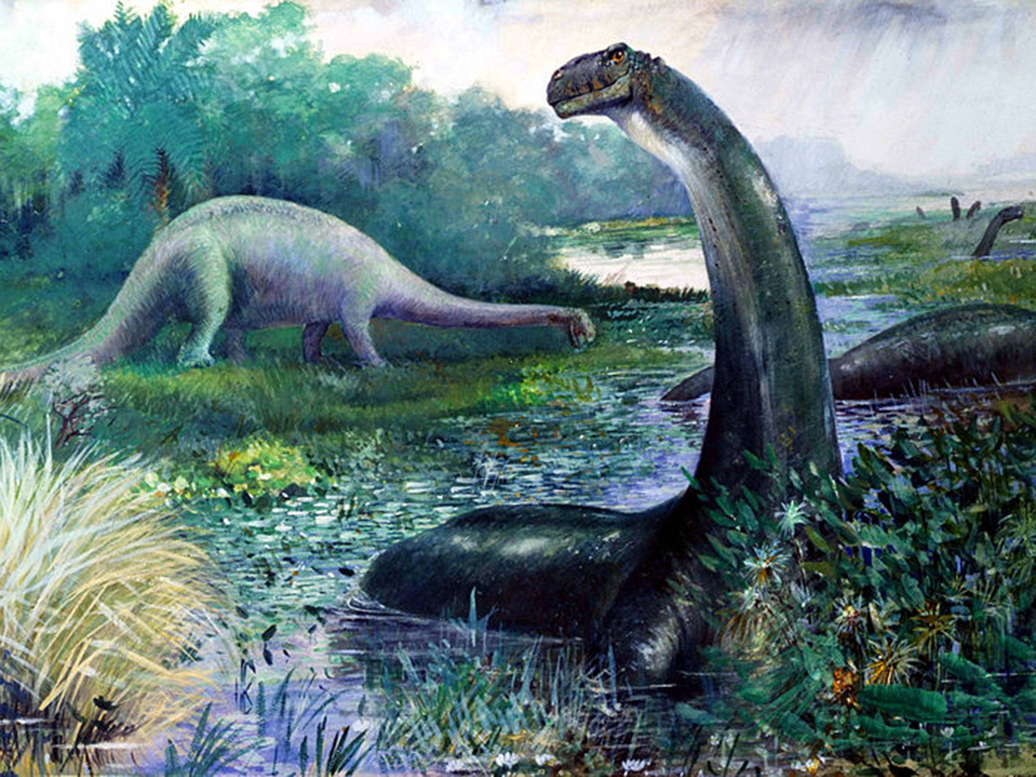 The Brontosaurus, now officially a dinosaur species again