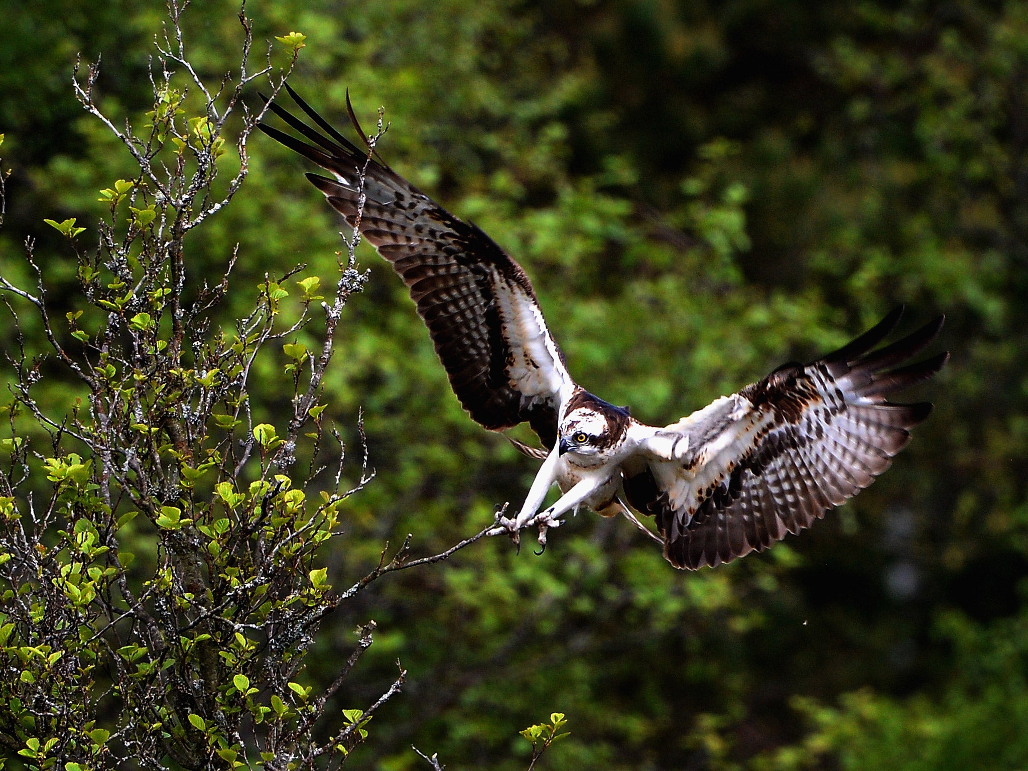 There are only around 200 breeding pairs of ospreys left in Britain. File photo