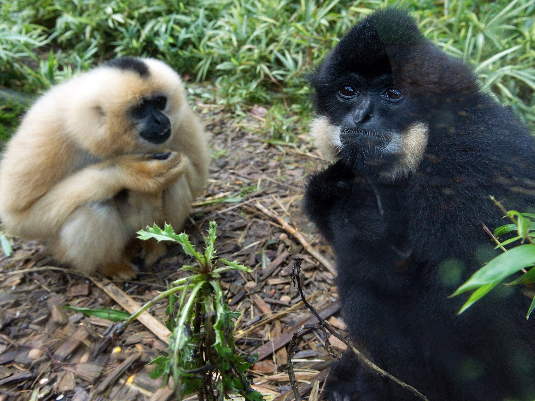 Gibbons’ broad ‘vocabulary’ may hold clues to the evolution of human speech